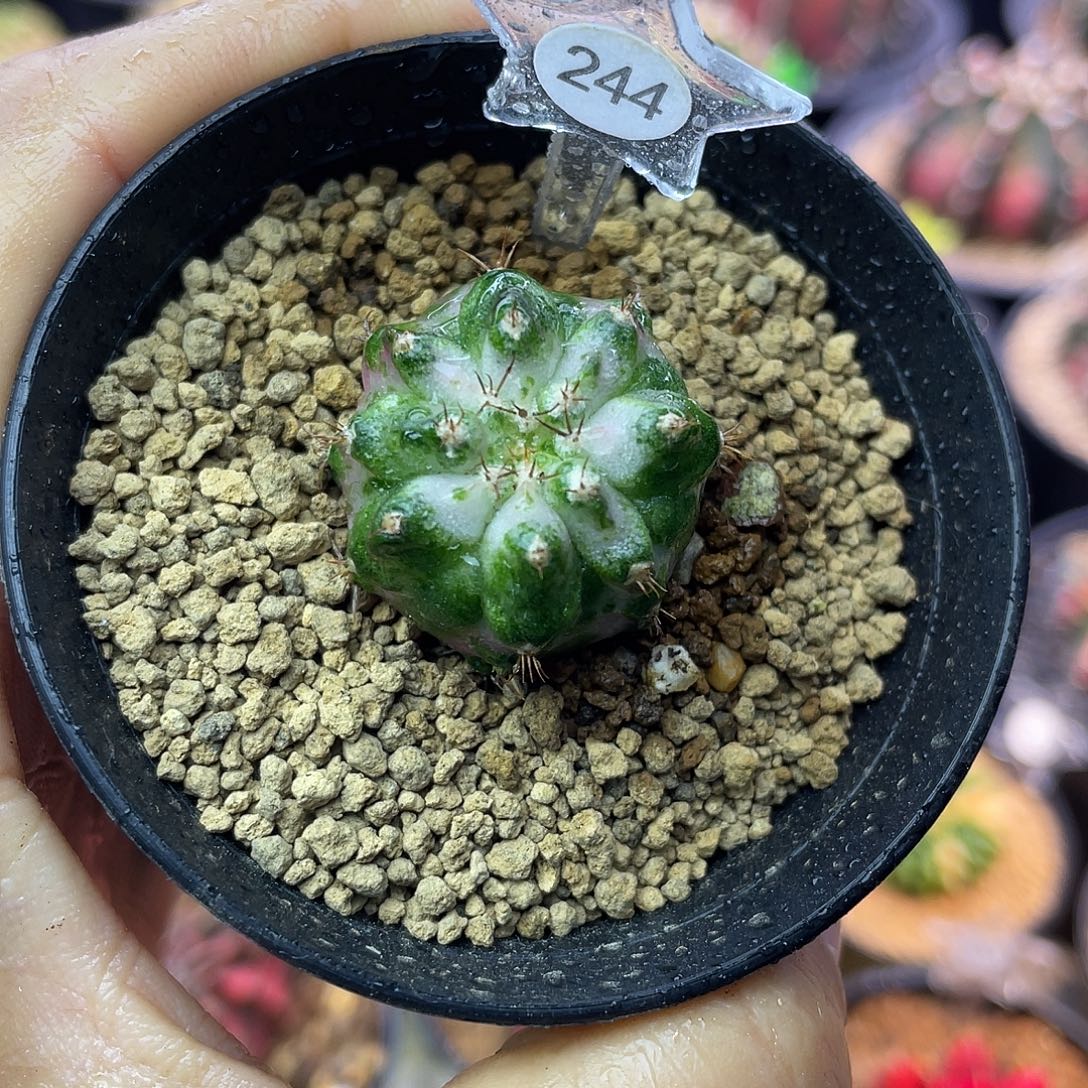 1-244粉海神2.7厘米