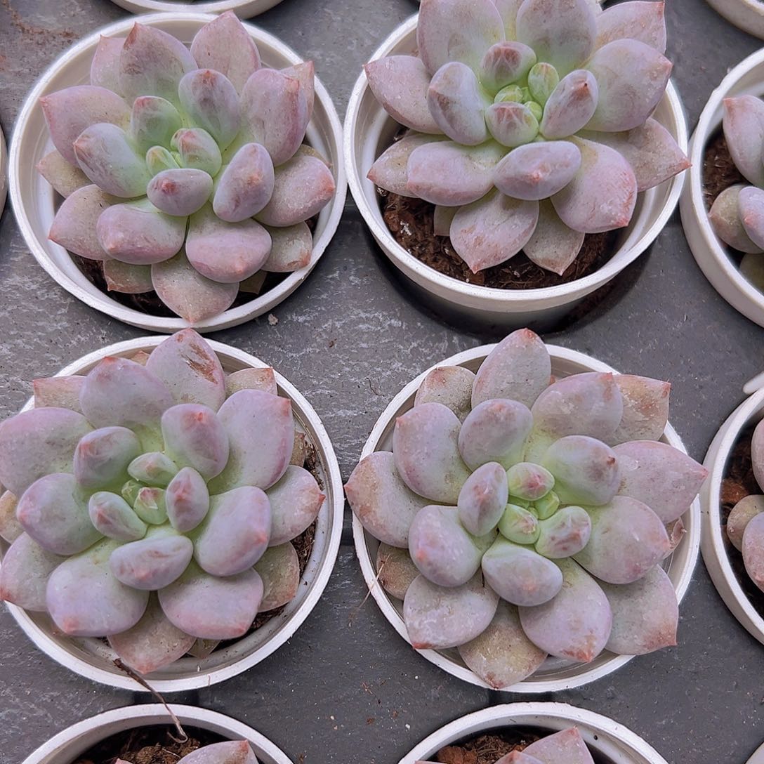 半夏多肉9.9包邮带盆