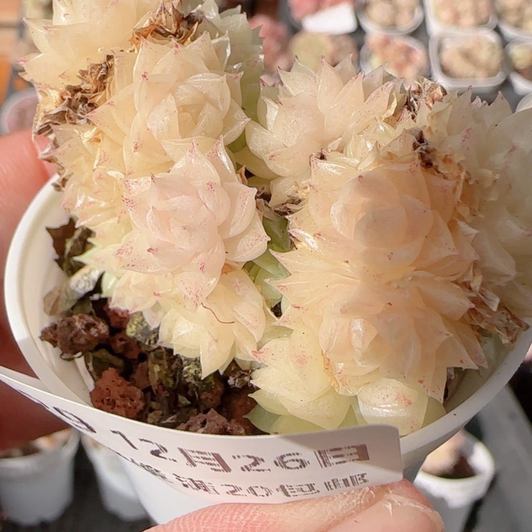 花语多肉1226-329散