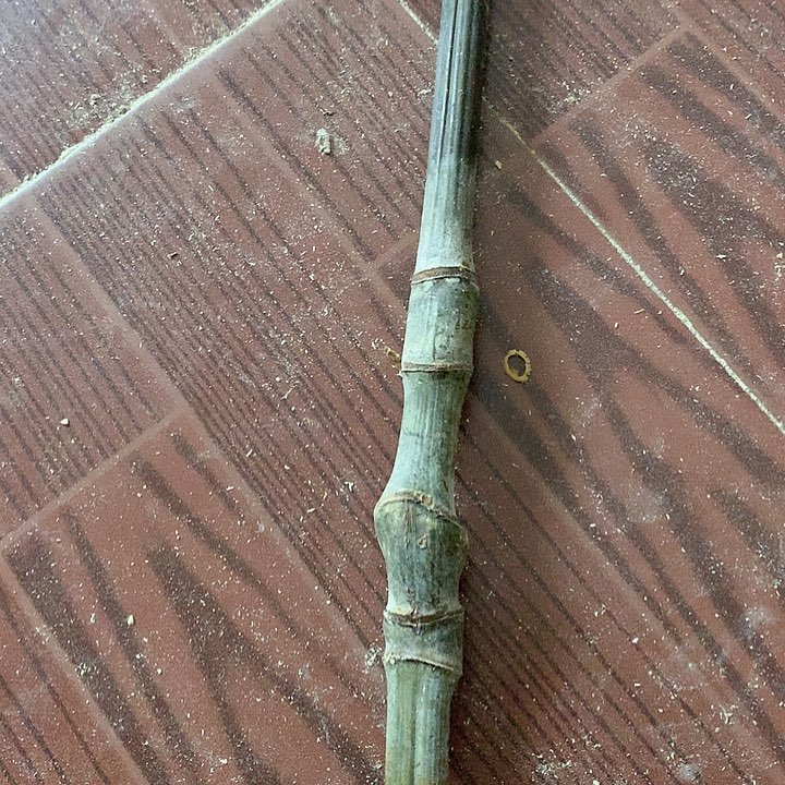 【闪购商品】可****版实心玉竹红皮毛料