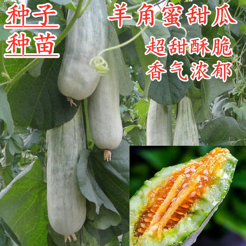 羊角蜜甜瓜种子薄皮香瓜种籽羊角脆羊角酥超甜水果四季高产