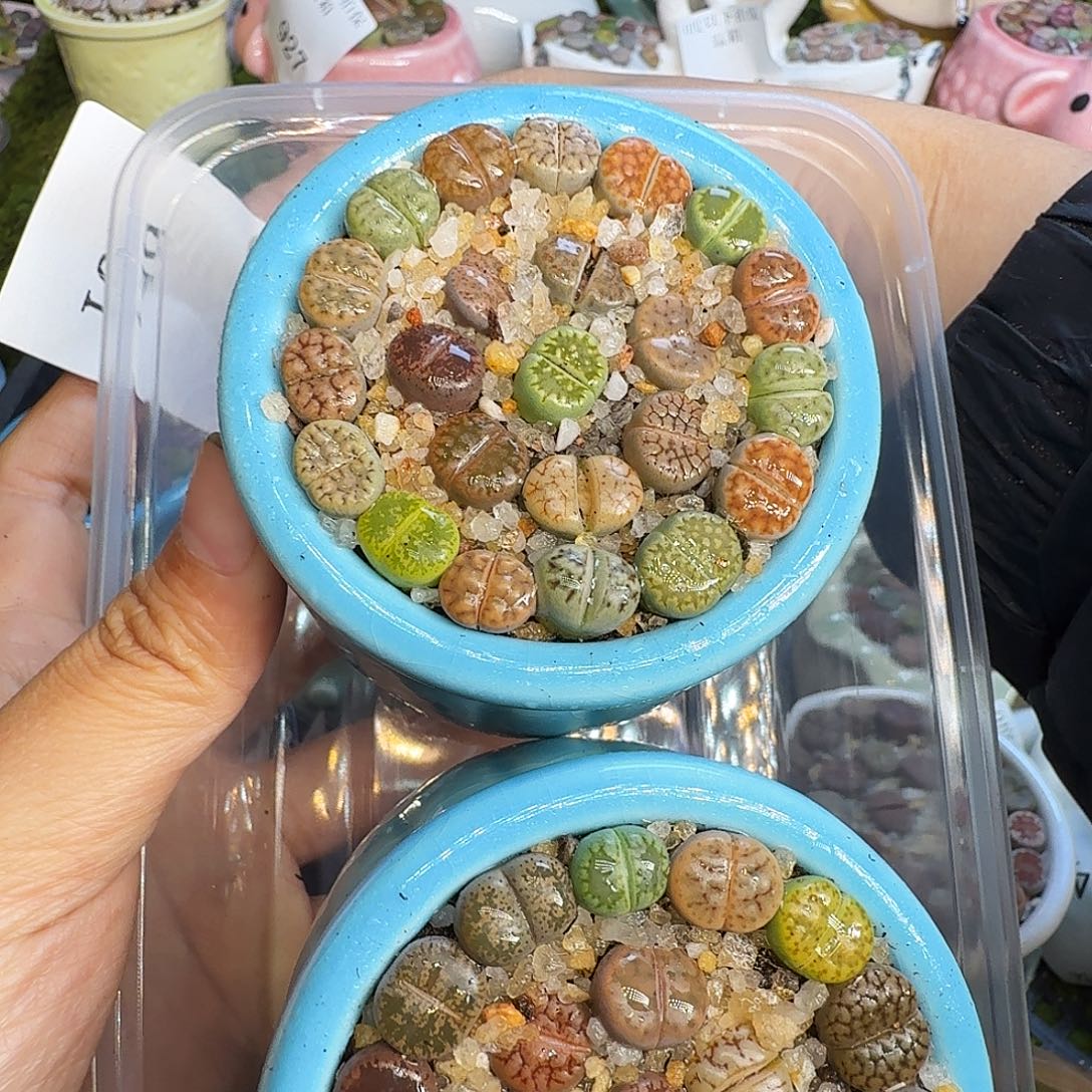 多肉植物福利冲951