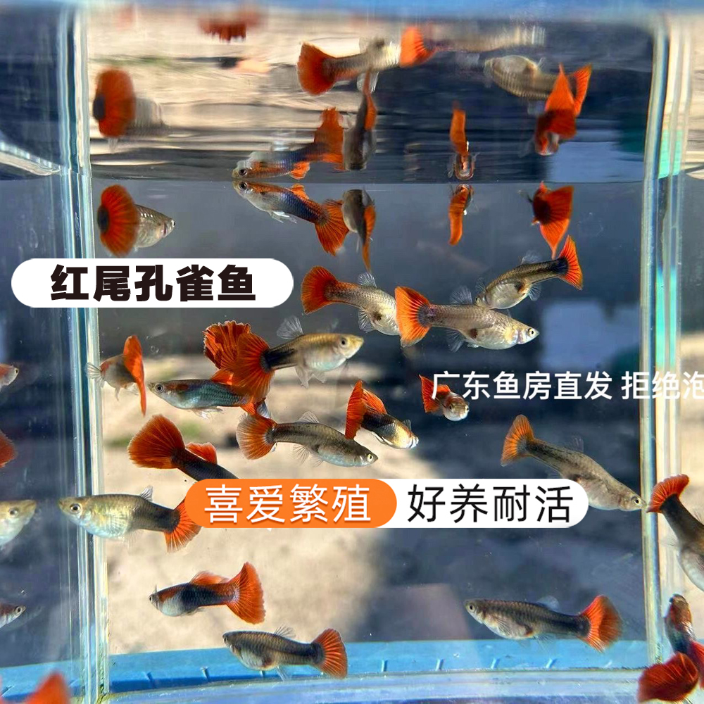 【30条孔雀鱼】小型观赏鱼杂袍孔雀凤尾鱼繁殖生宝宝耐活好养练手鱼