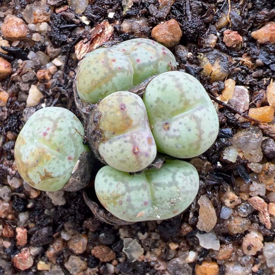 2.2好看的多肉a043