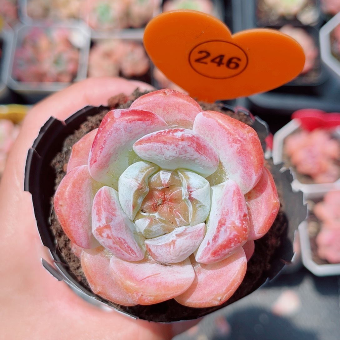 风靡园艺糖心单头