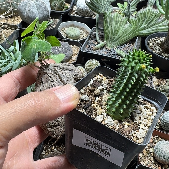 界***龙286海胆大戟带盆和象足龟甲龙脱土发货