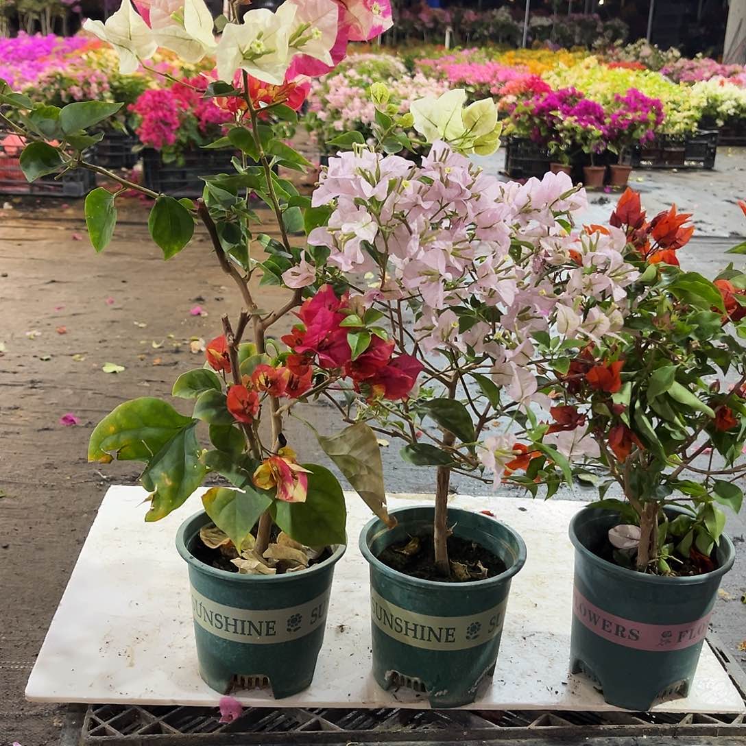 大部分花苞少量开放哪吒，苹果花，红桑巴
