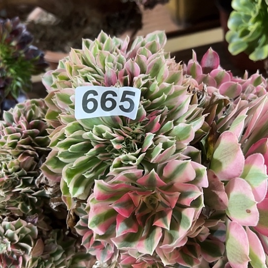 刘***姐多肉植物一个女巫665