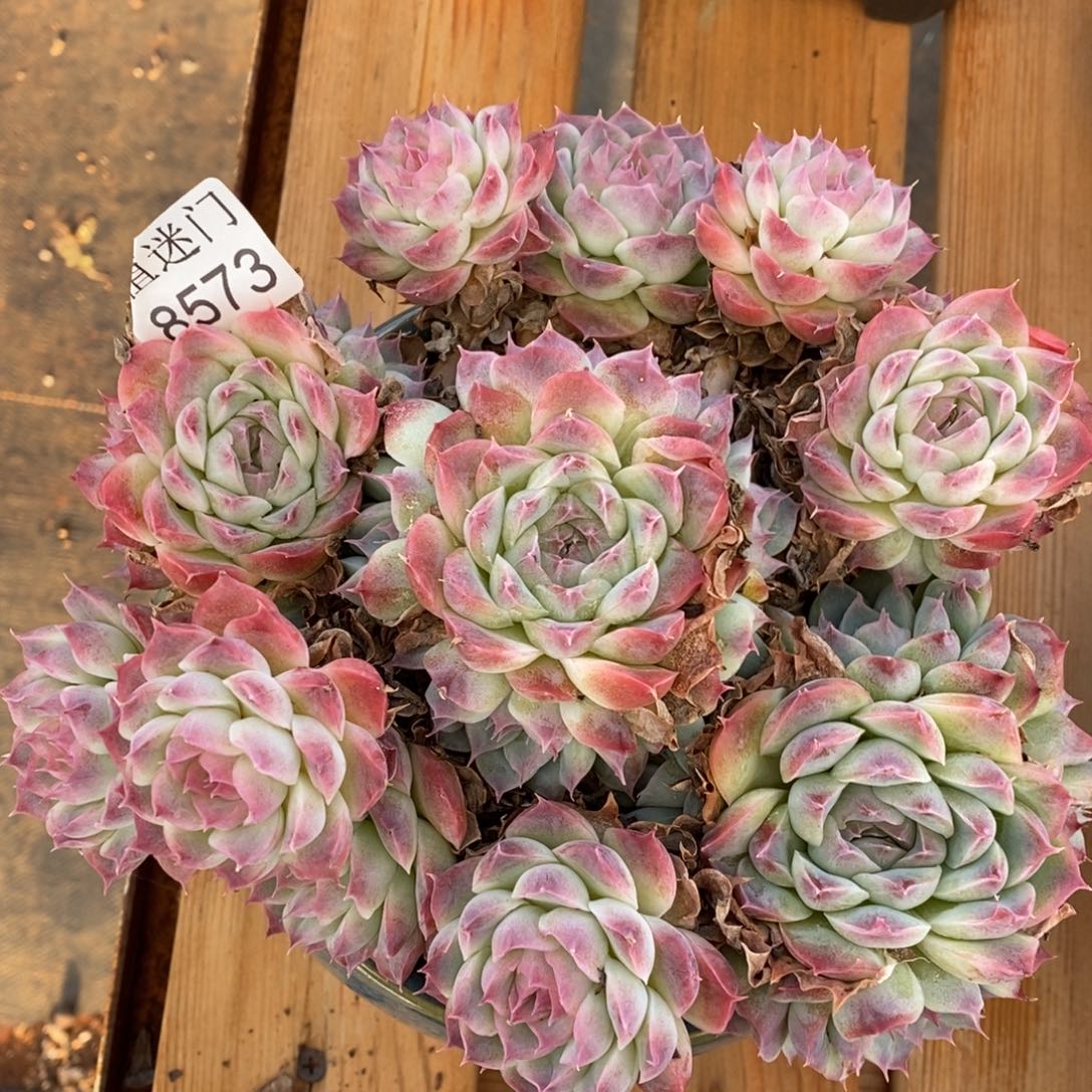 夕***美杂交精品多肉8573~18厘米