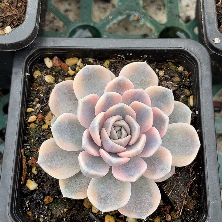 汉堡锦一物一拍锦龙