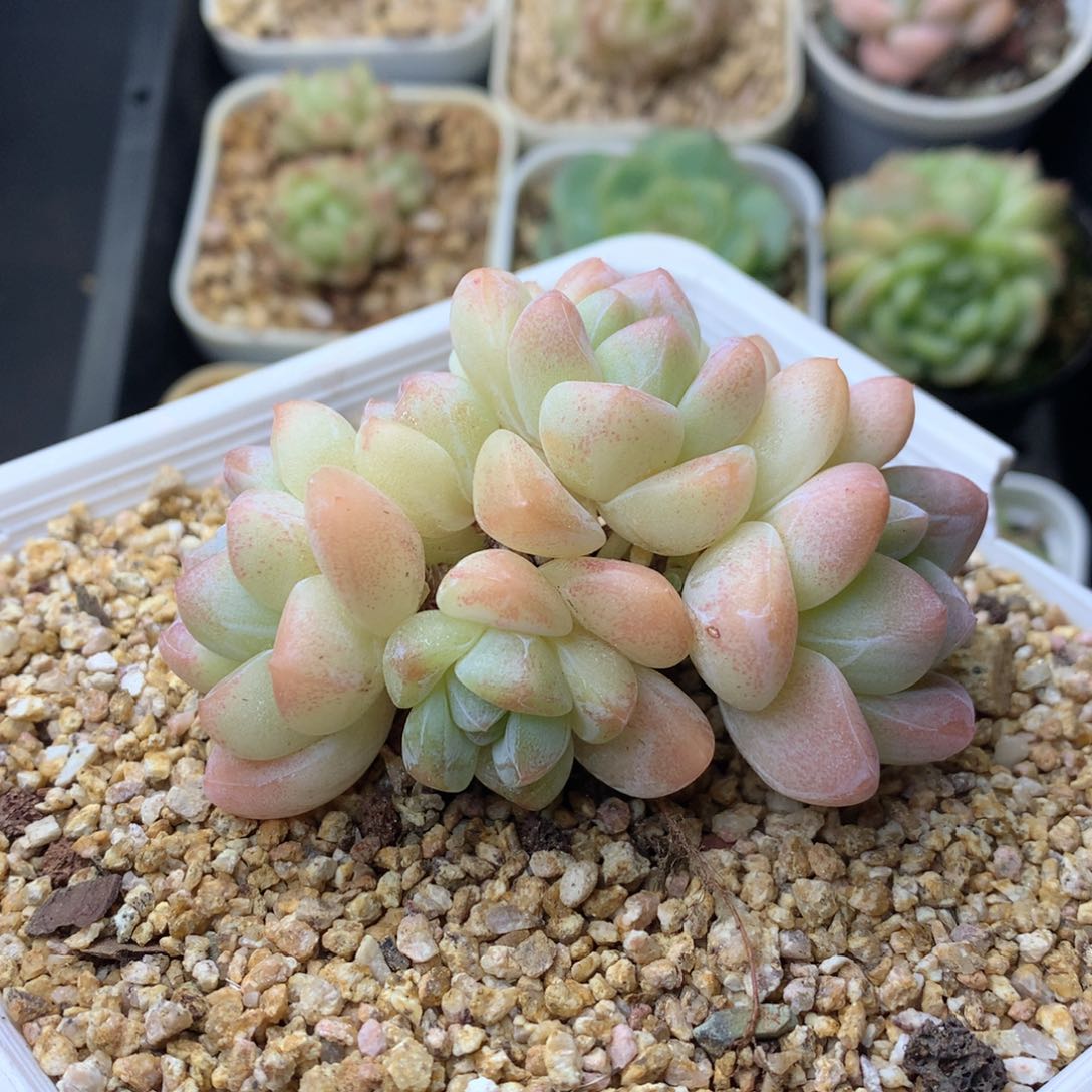 58包邮  群生不包整 104