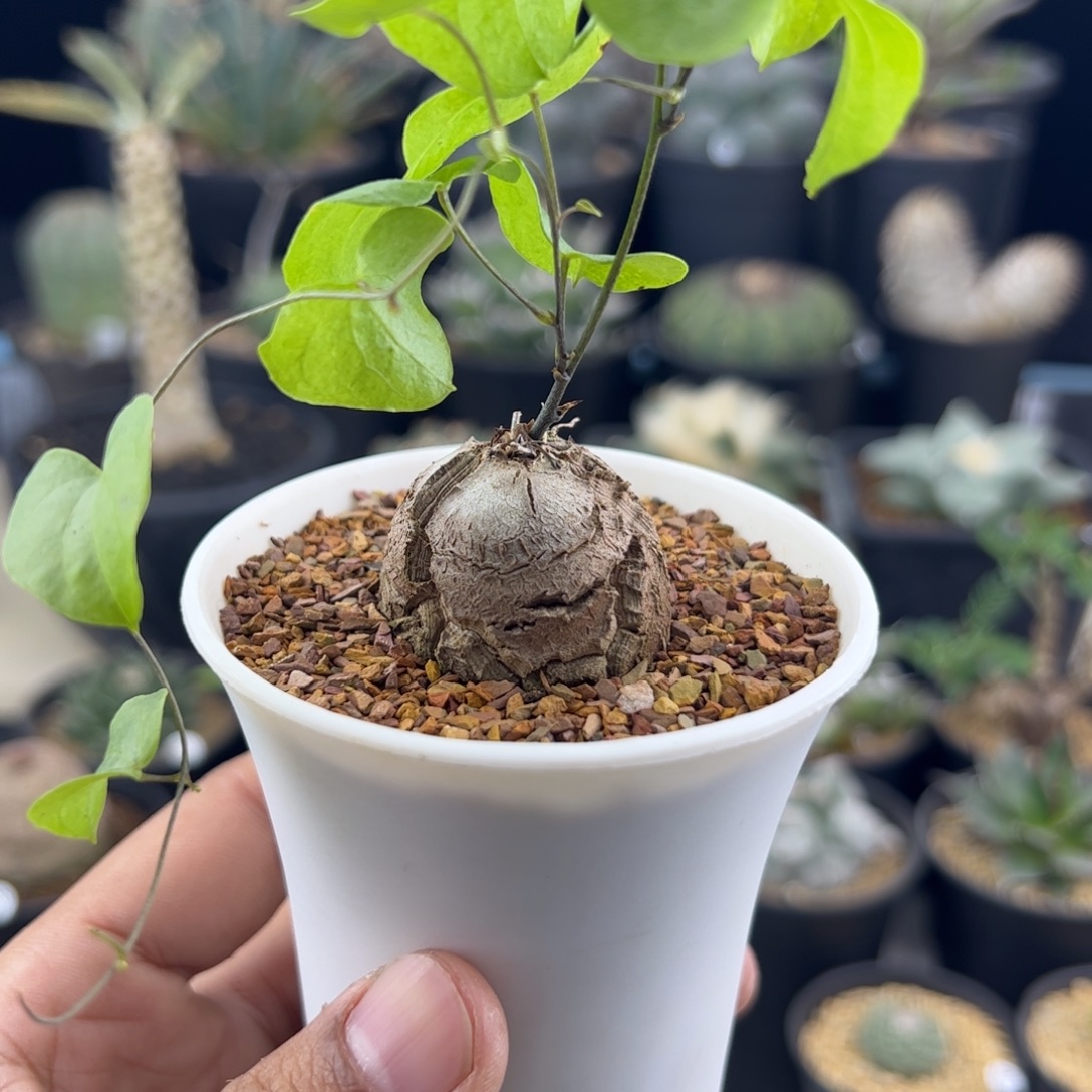 南非龟甲龙一物一拍