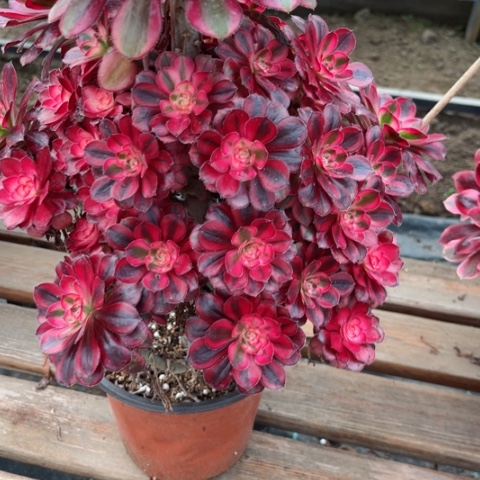 多肉植物香奈儿锦。