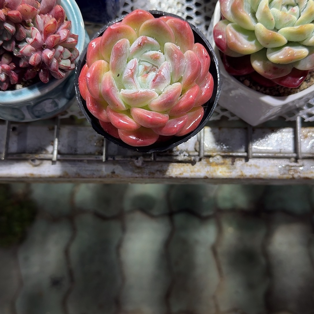 厚梦多肉植物精品