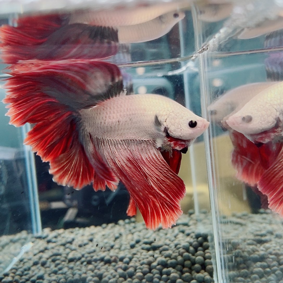 斗鱼黑155号a a a a