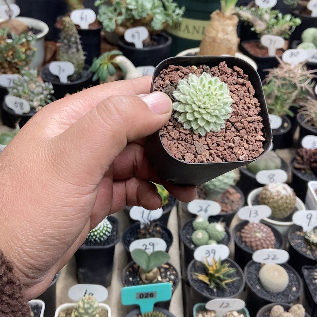 长生草锦一物一拍