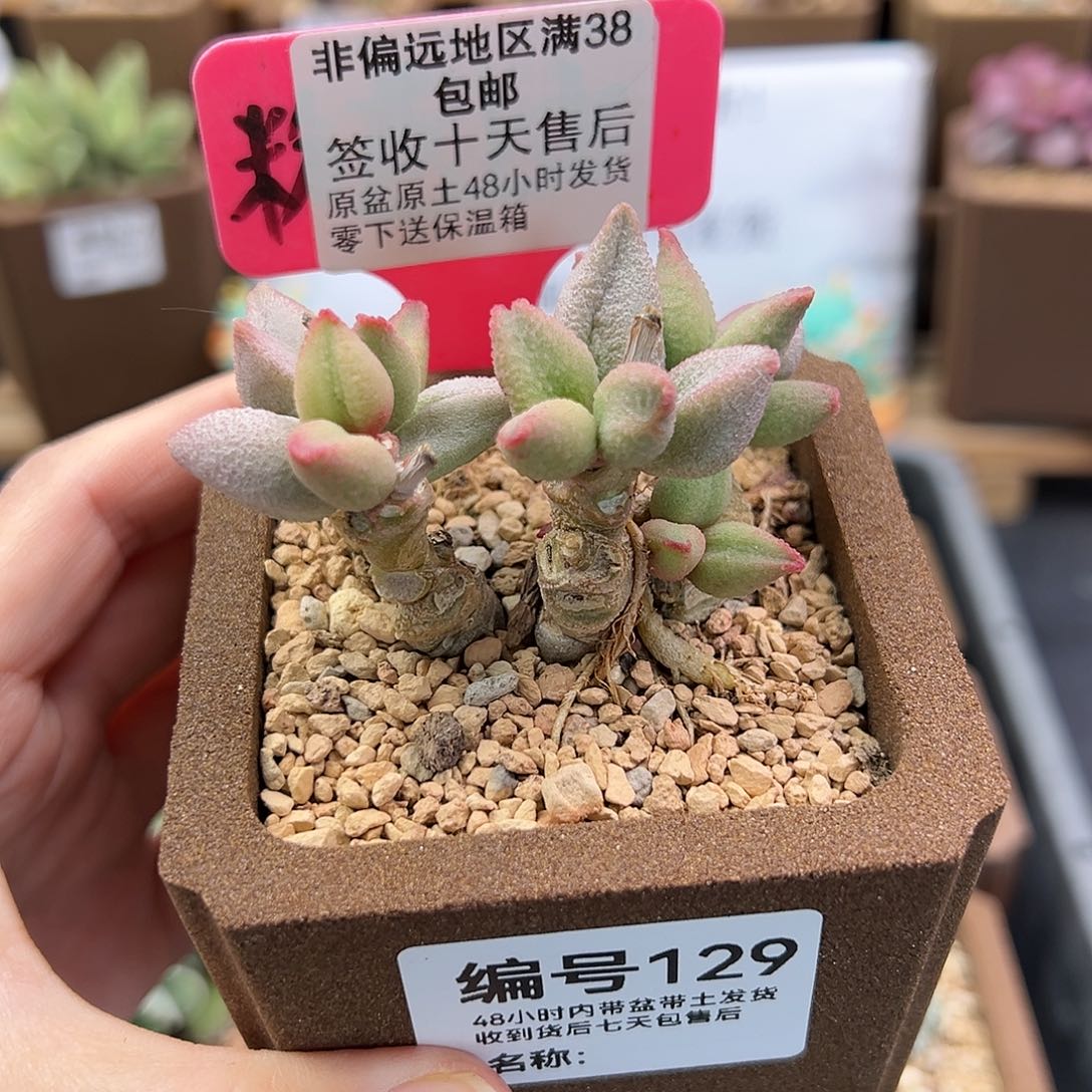 129哈弗多肉植物