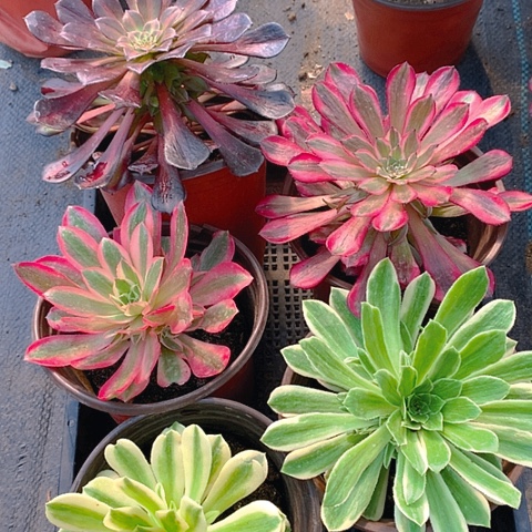 707五棵多肉植物