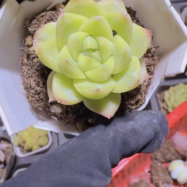 红女王麦秆多肉植物