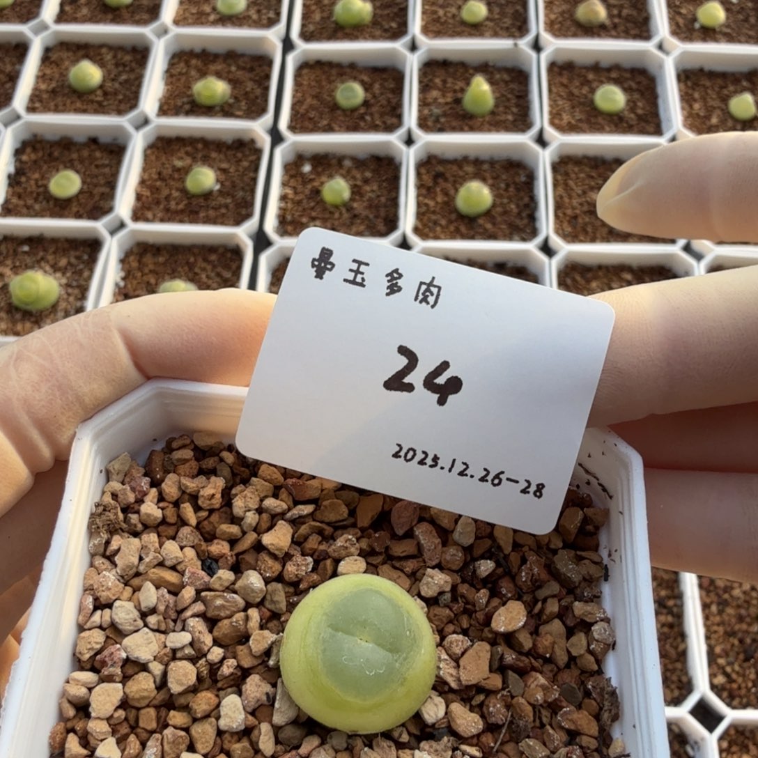 兜***米多肉多肉多肉12-024