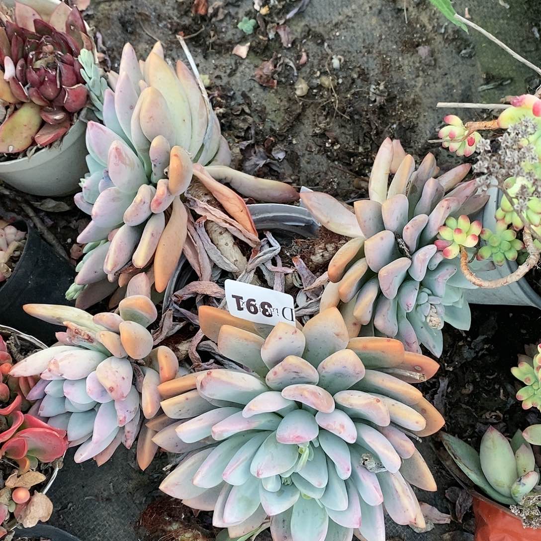 会****?391奥普多肉植物