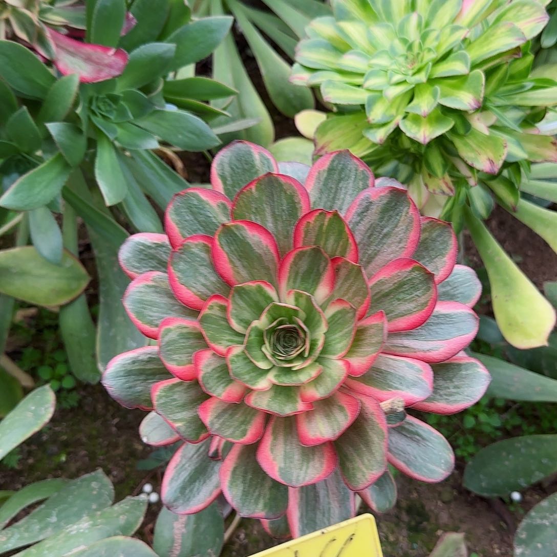 3-18+++多头多肉植物