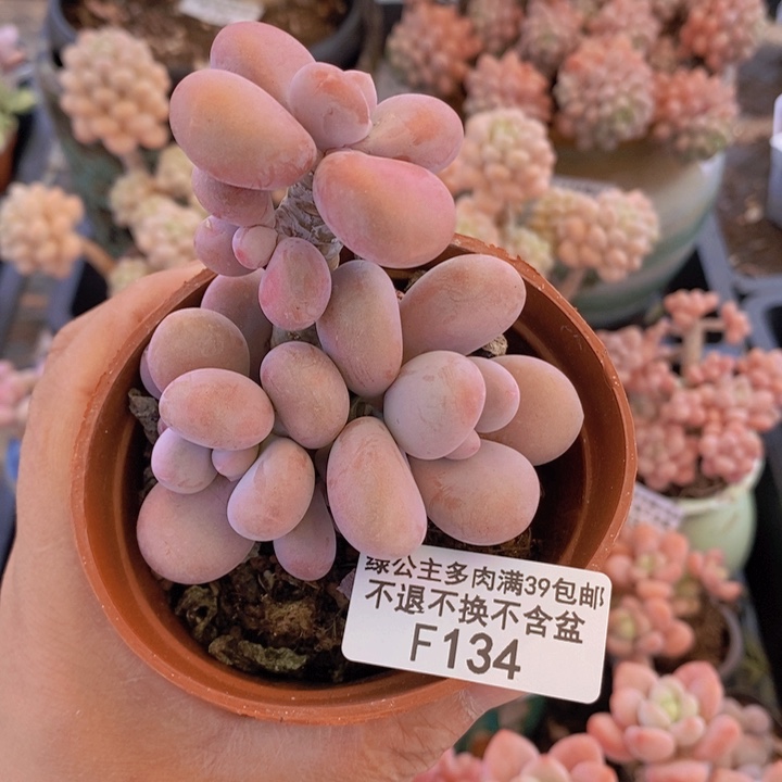 桃蛋6cm134多肉植物
