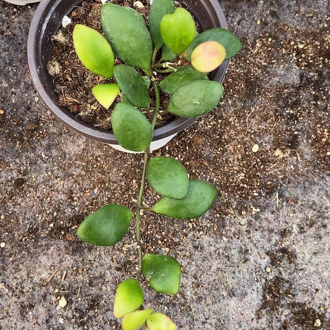 完全开放清秀球兰