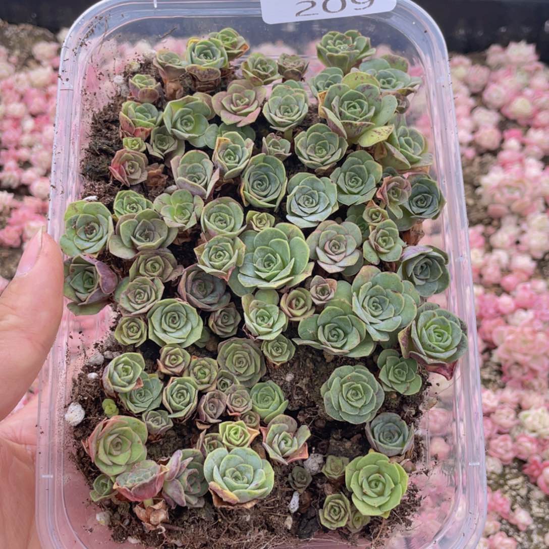 云糖心多肉植物209