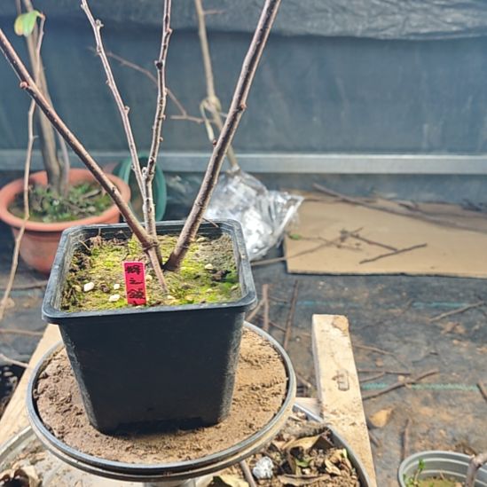 用***5无花朵漂亮好看好看