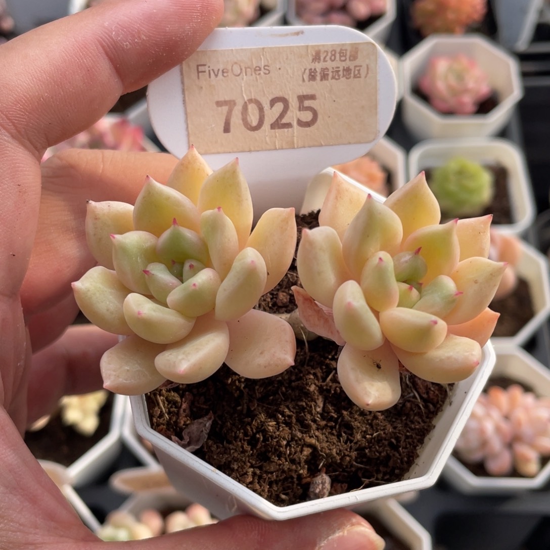 璀璨7025-7.0厘米