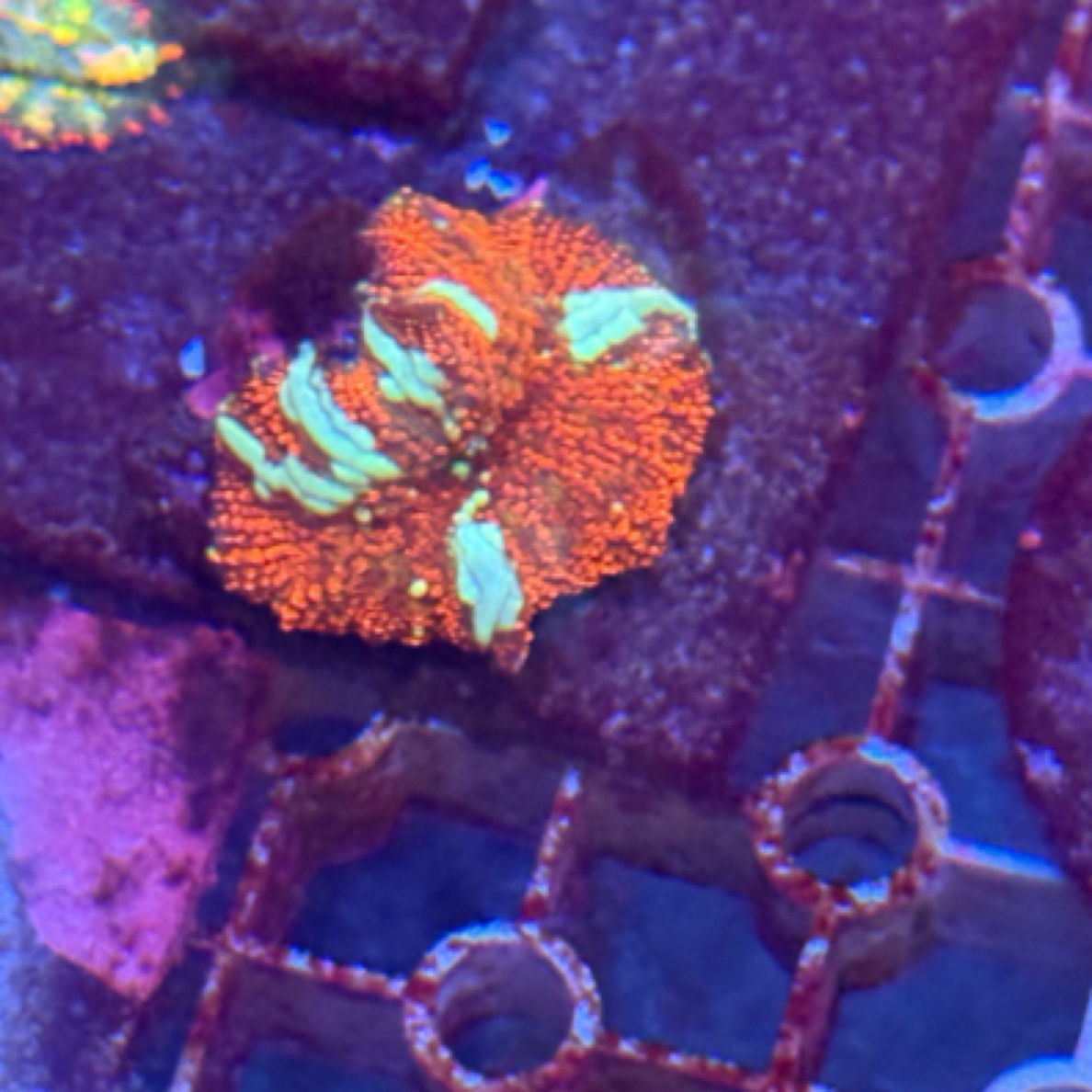 火烈鸟菇珊瑚，母体