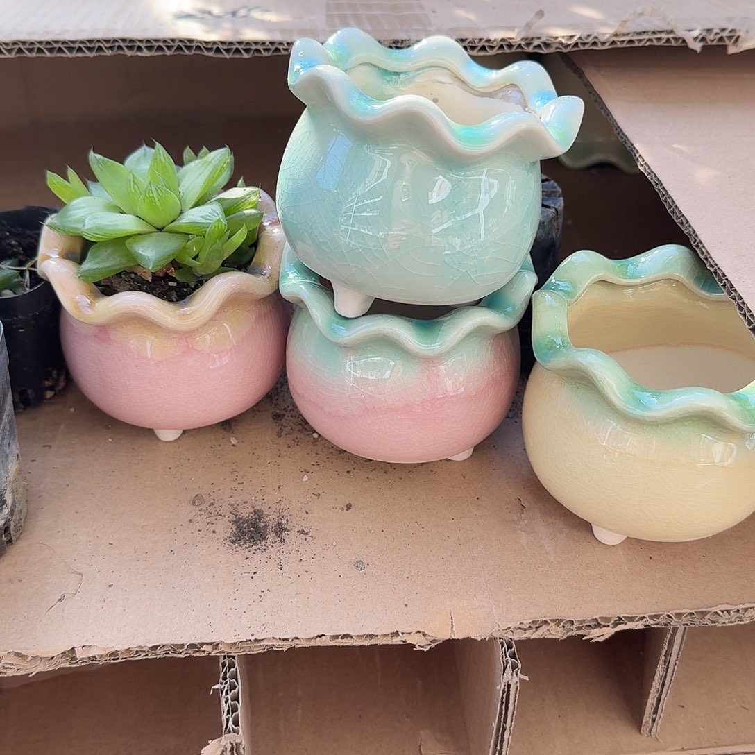 四个花边花盆多肉