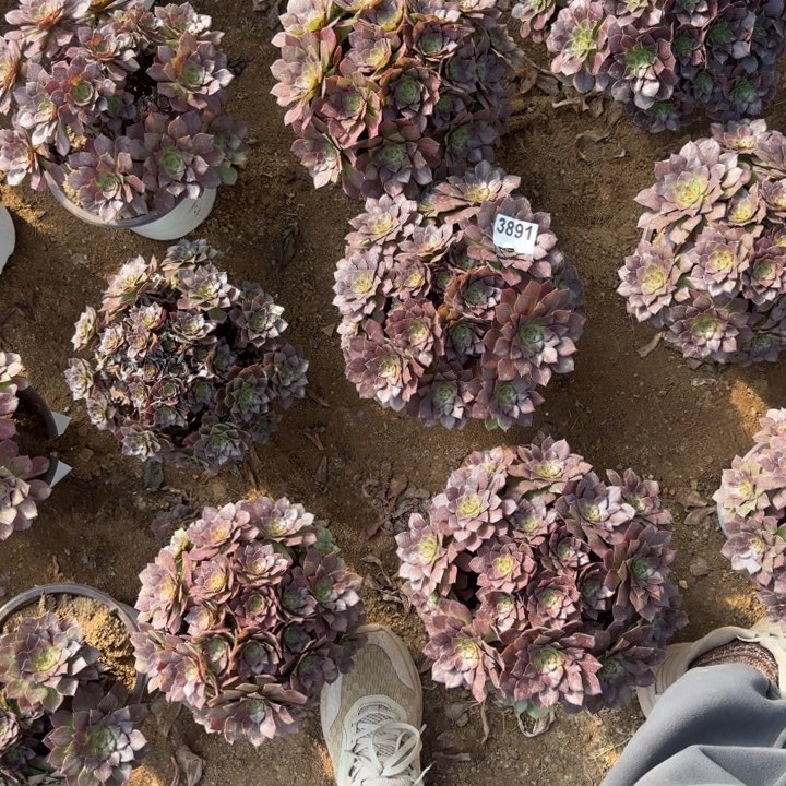 3891桃花石清棚处理不包断枝