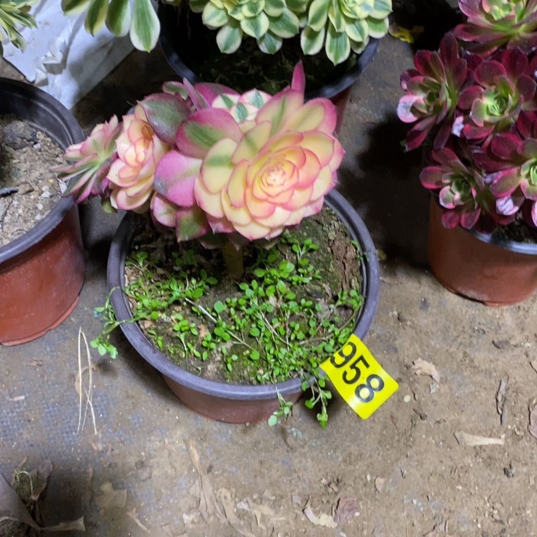 ?****理荔枝多肉法师有砍958