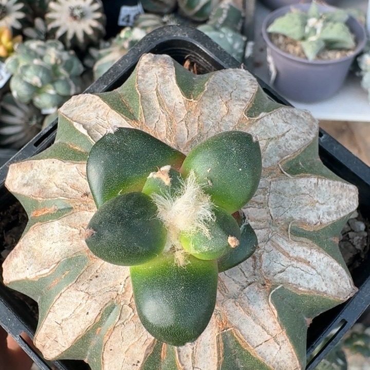 892光面蛋尤青瓷牡丹