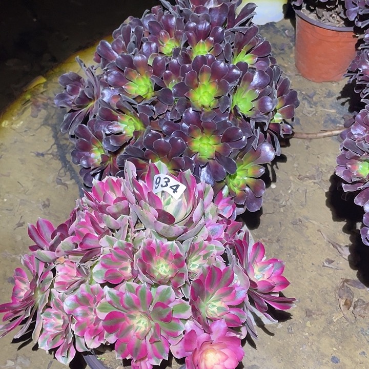 多肉植物断枝不包934女巫花呐