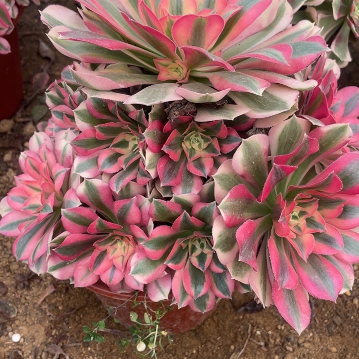 无花朵075多肉植物粉女巫