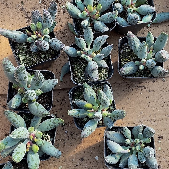 大海豹带盆土发货