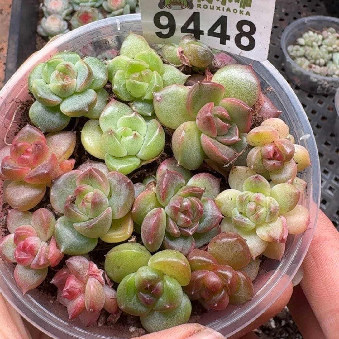 多肉植物多肉植物