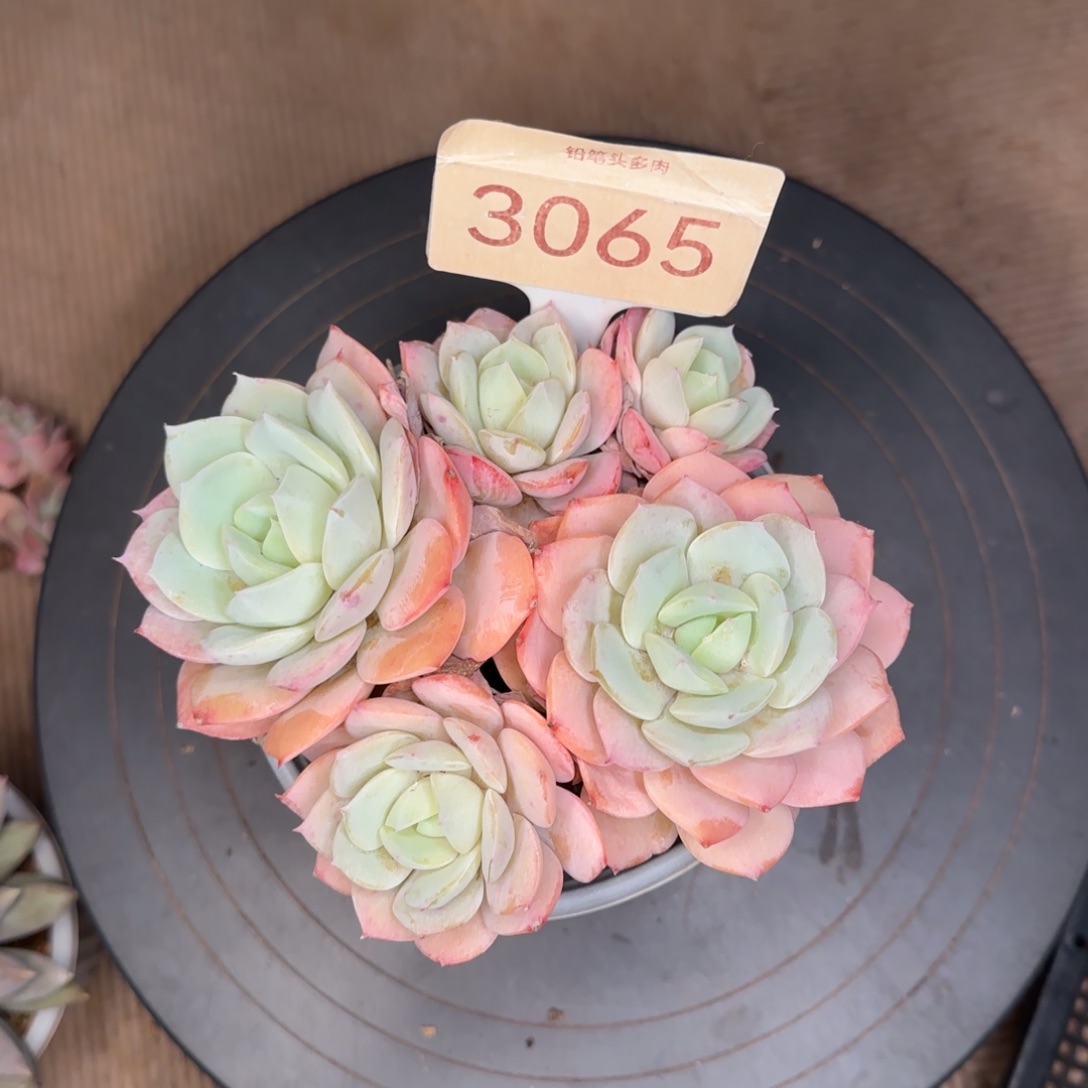 3065。       恋曲群多肉