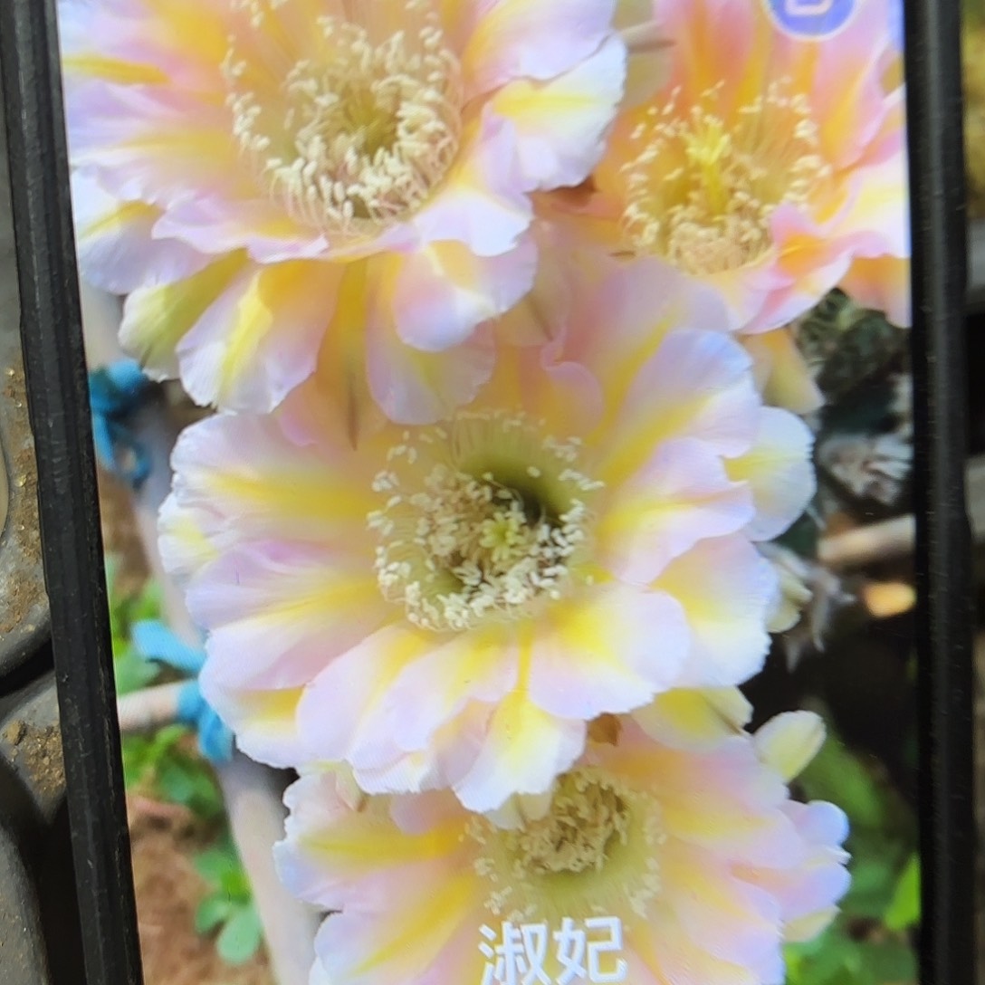 淑妃彩侧牙20包邮仙人球35