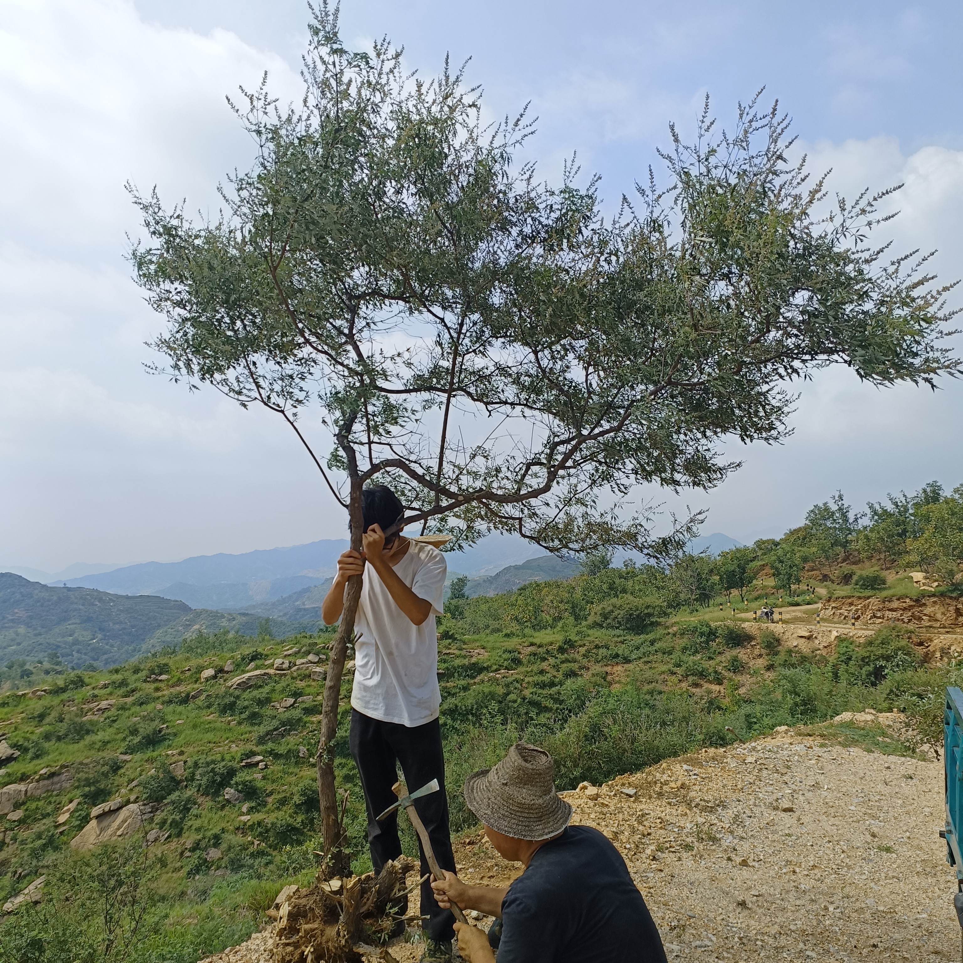太行山小叶黄荆，生桩一物一拍，不退不换介意慎拍