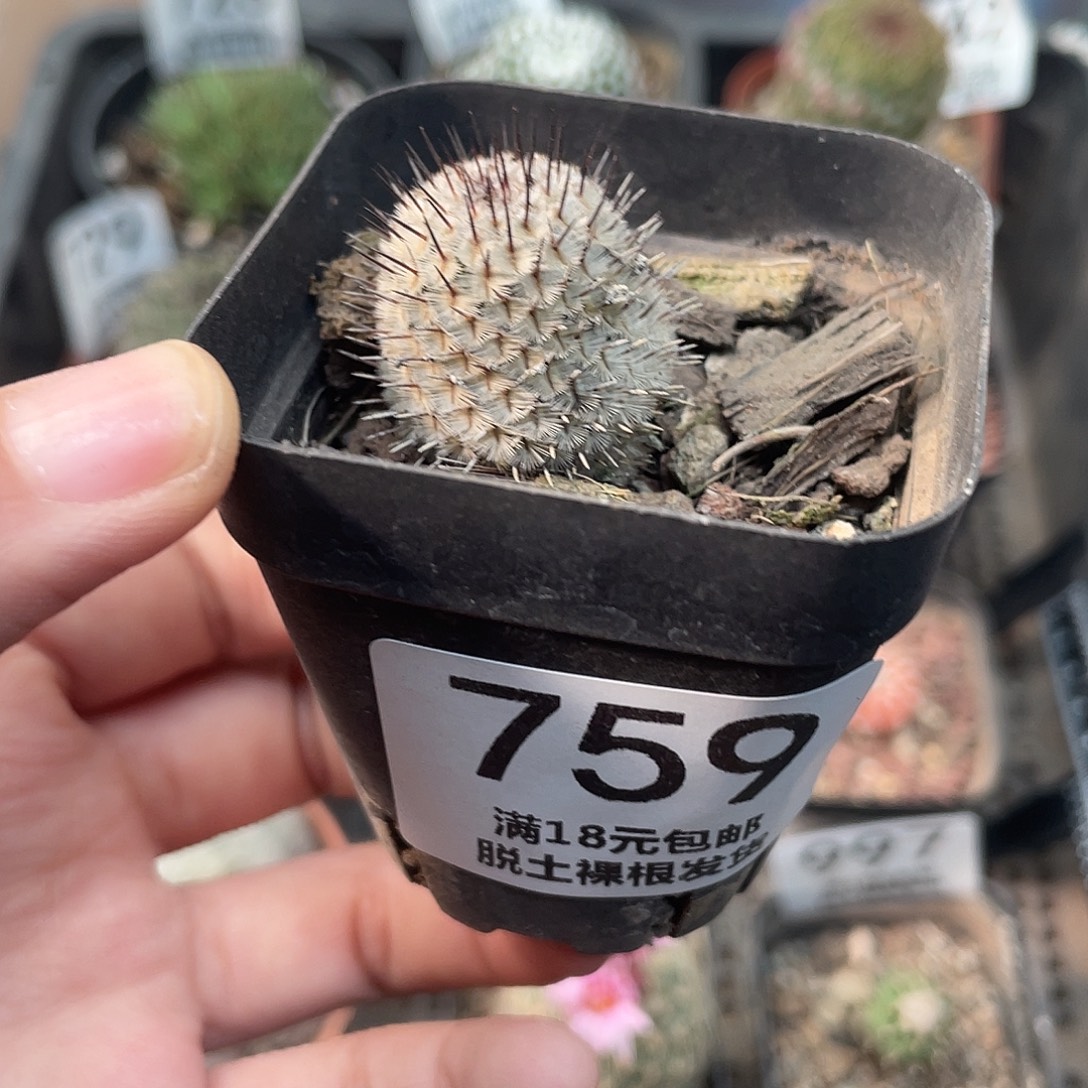 759直刺佩雷（满18元包邮）