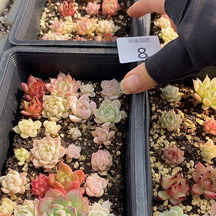 8 多肉植物盆栽花卉