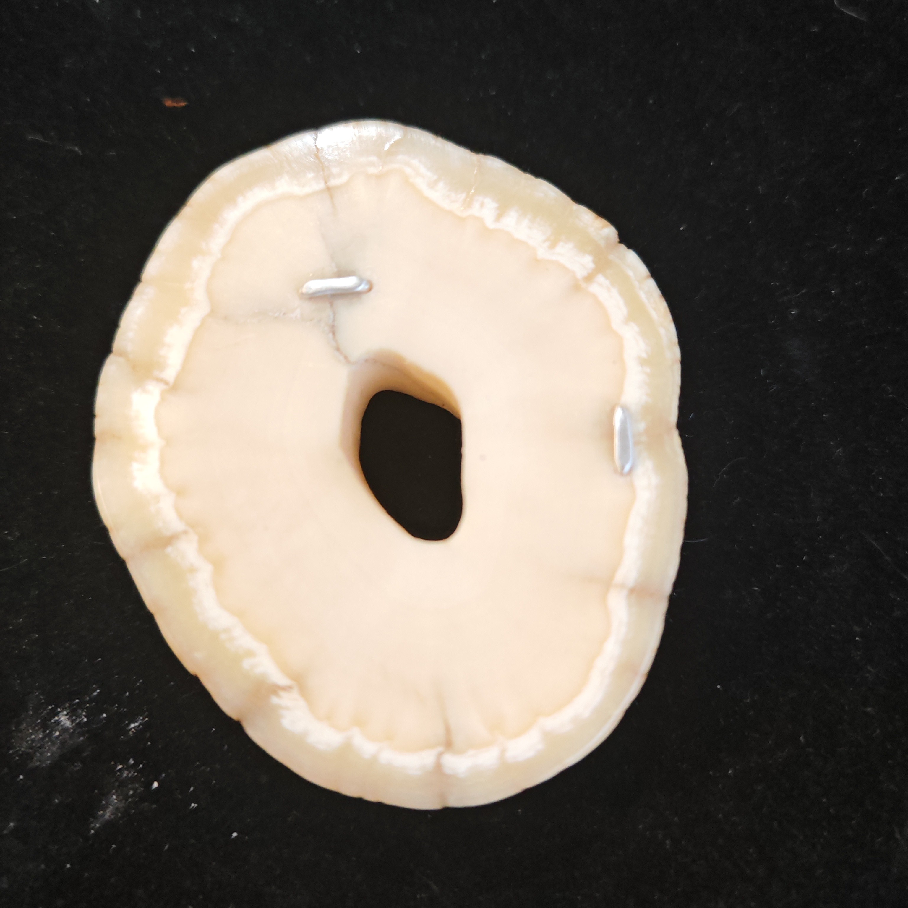 猛犸猛犸老独饼子TC037