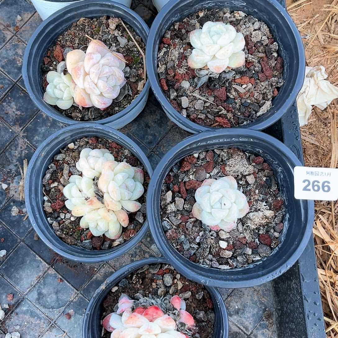 阿雅园艺。      266