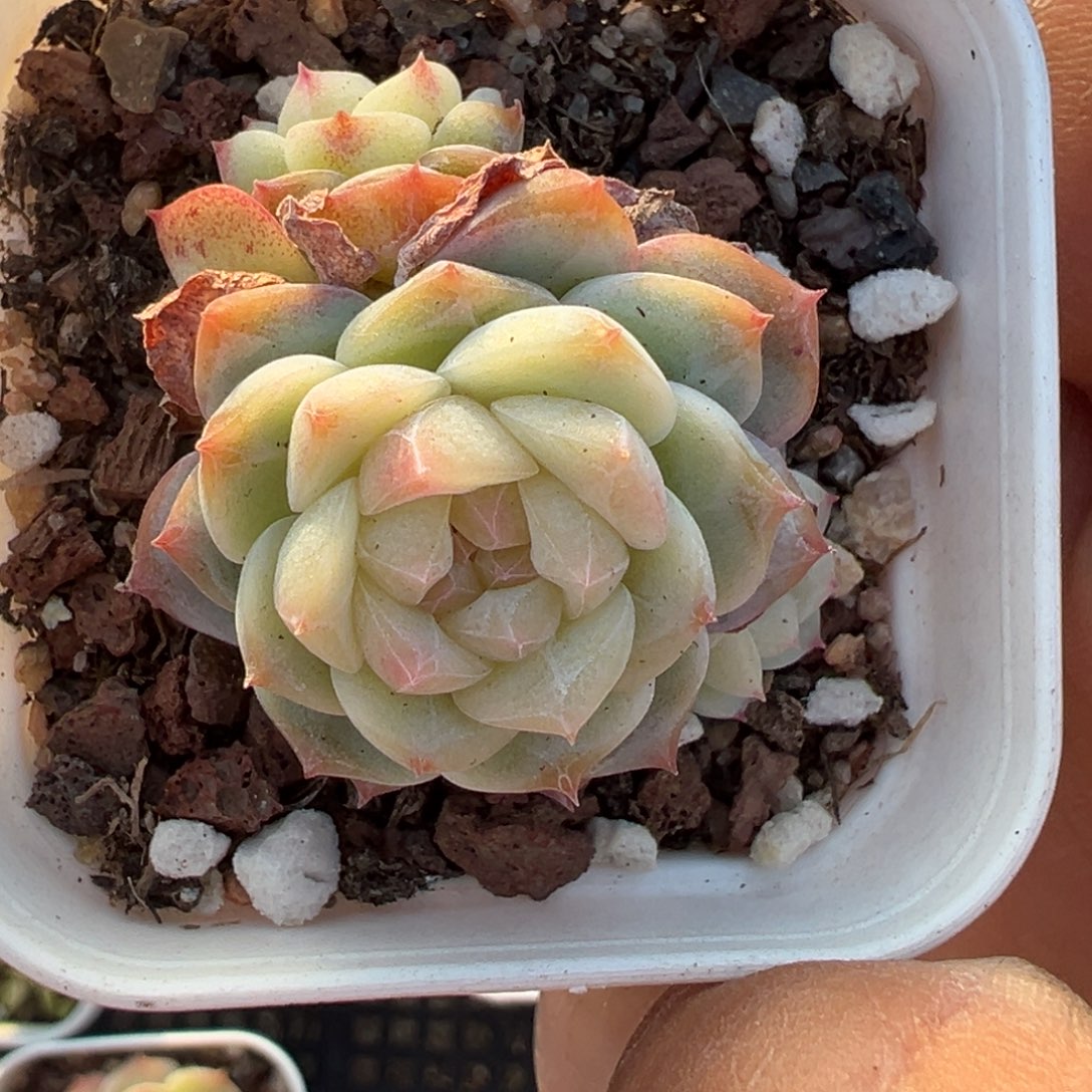 小卡拉米糖心一物一拍