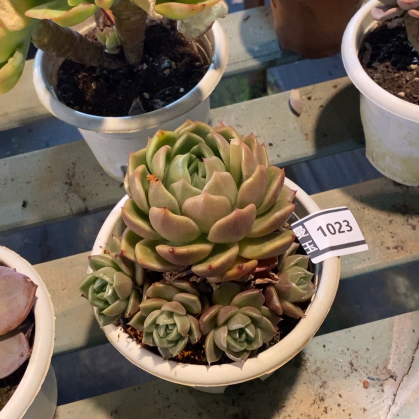 【闪购商品】白玫瑰1023