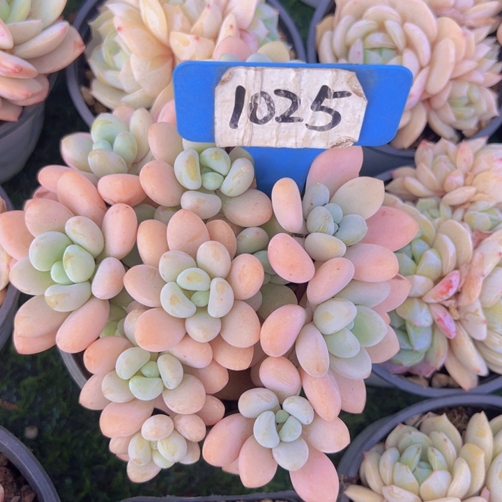 健健康康平平安安